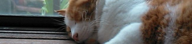 ういろう猫's header image