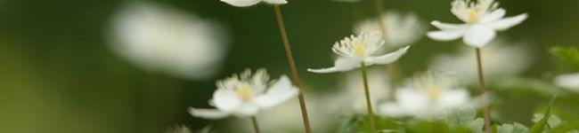 petitomato's header image