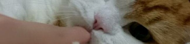 ☆☆猫娘☆☆'s header image