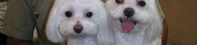 perkysue's header image