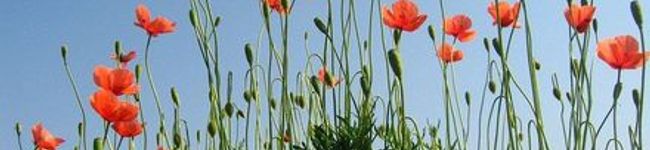mkt.'s header image