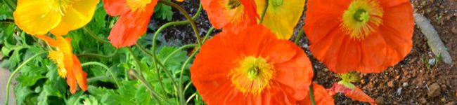 rara1113's header image