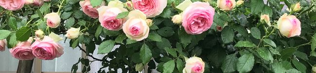 Terapiyon's header image