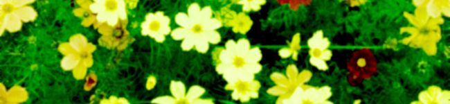 mipichan's header image