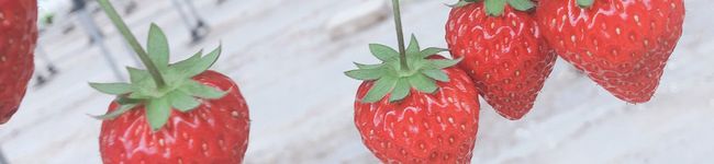 かすみやんの娘's header image