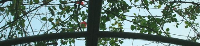 kinoco...'s header image
