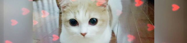 ☆kotchan☆'s header image