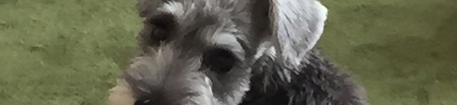 れんげ畑のクマちゃん's header image