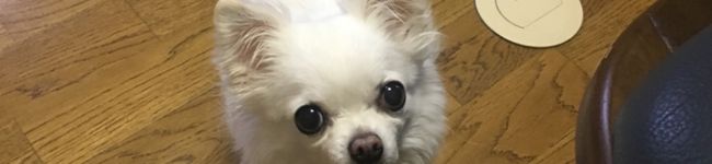 〜ゆかにゃん〜's header image