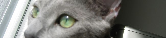 tara-kermit's header image