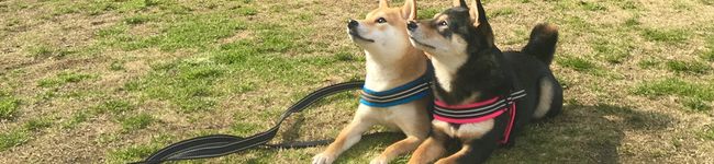 さんしーごはん's header image