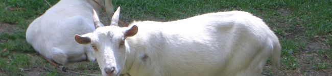 pumo's header image