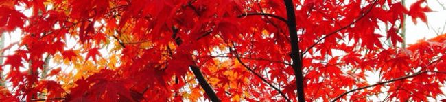 ちみとひろ's header image