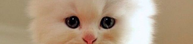 クック毛玉's header image