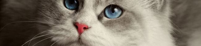 ひろ猫's header image