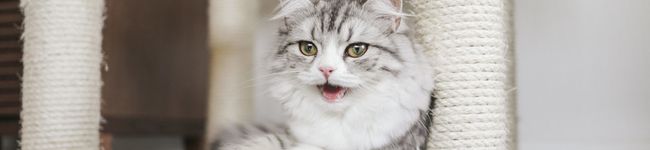 Katze2525's header image