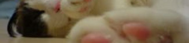 てっぢー's header image