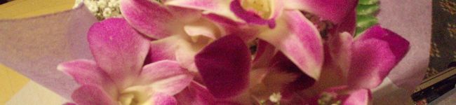 volvol's header image