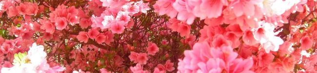 COCOMU0830's header image
