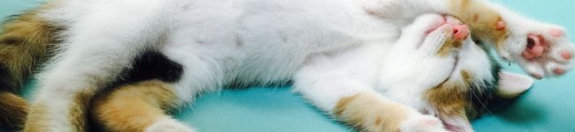 うにぃぃぃ's header image