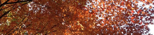 hoitica's header image