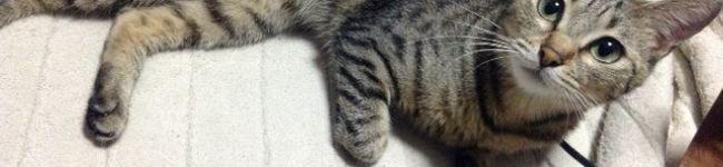 ご飯当番のお兄's header image