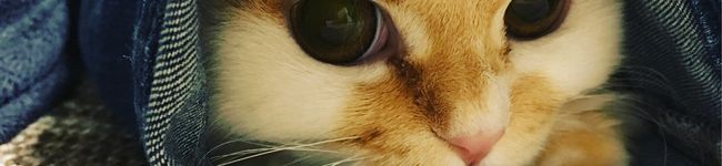 ずぼらな主婦アルメル's header image