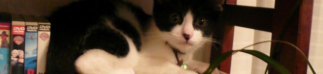 soramameta98's header image