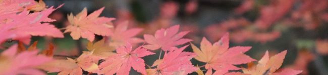 しっぽぅ's header image