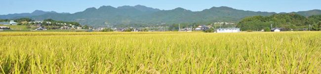 自然派きくち村's header image