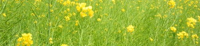 MOKUMAMA's header image