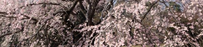 ☆三匹の仔犬☆'s header image