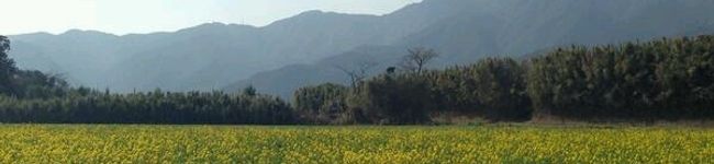 pianon☆'s header image