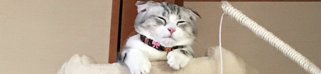 愛ちゃんpapa's header image