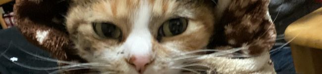 んへよたん's header image