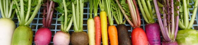 vegecolors's header image