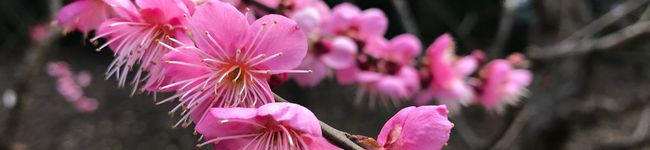 てぃでっ's header image