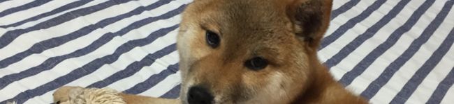 nyannkosennsei's header image