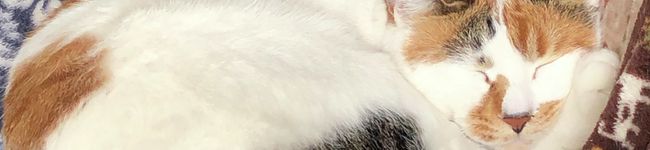 ＊もぐたん＊'s header image