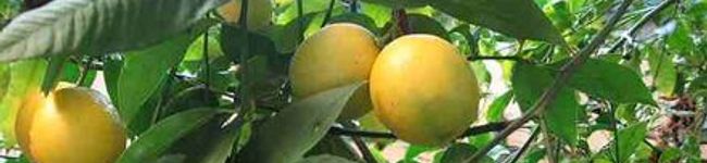 makicooking's header image