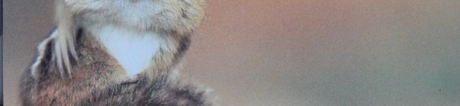 kipi's header image