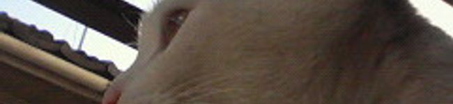 ｈｉｄｅｎｏｒｉ's header image