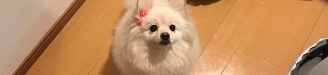 ねねこ/•᷅•᷄\୭ 's header image