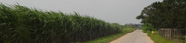 サメちゃん's header image