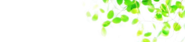 kalendula's header image