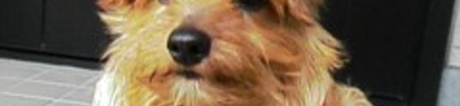 okky's header image