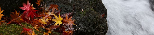 じじ♀'s header image
