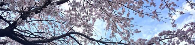 瑛里夏's header image
