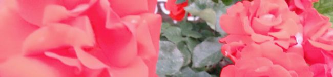 雑な山椒魚's header image