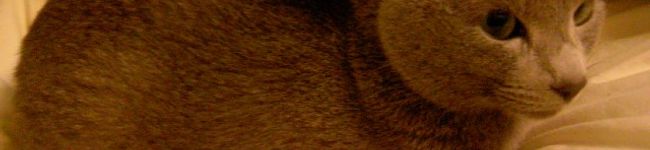 caselab's header image